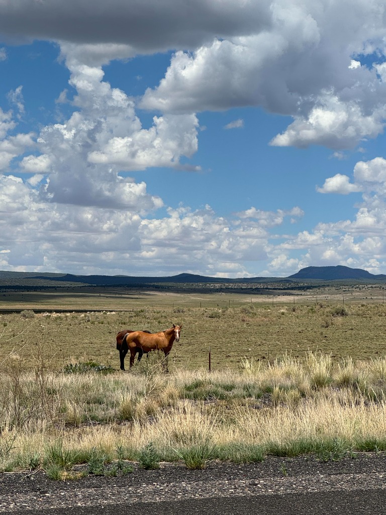 Peeples Valley rural pasture with horses